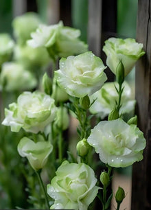Lisianthus Eustoma Grandiflorum Seeds for colorful blooms in the Borders, Bouquets, and Containers
