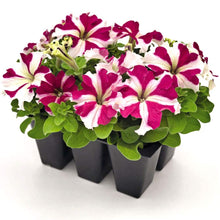 Rare Mixed Petunia Organic Seeds for gardeners building out beds and borders