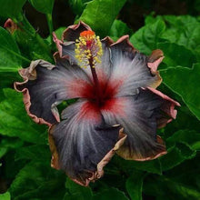 Hibiscus Hibiscus Rosa-Sinensis Rare Mixed Tropical Flower Seeds for Planting – Ideal for Vibrant Home Garden Displays