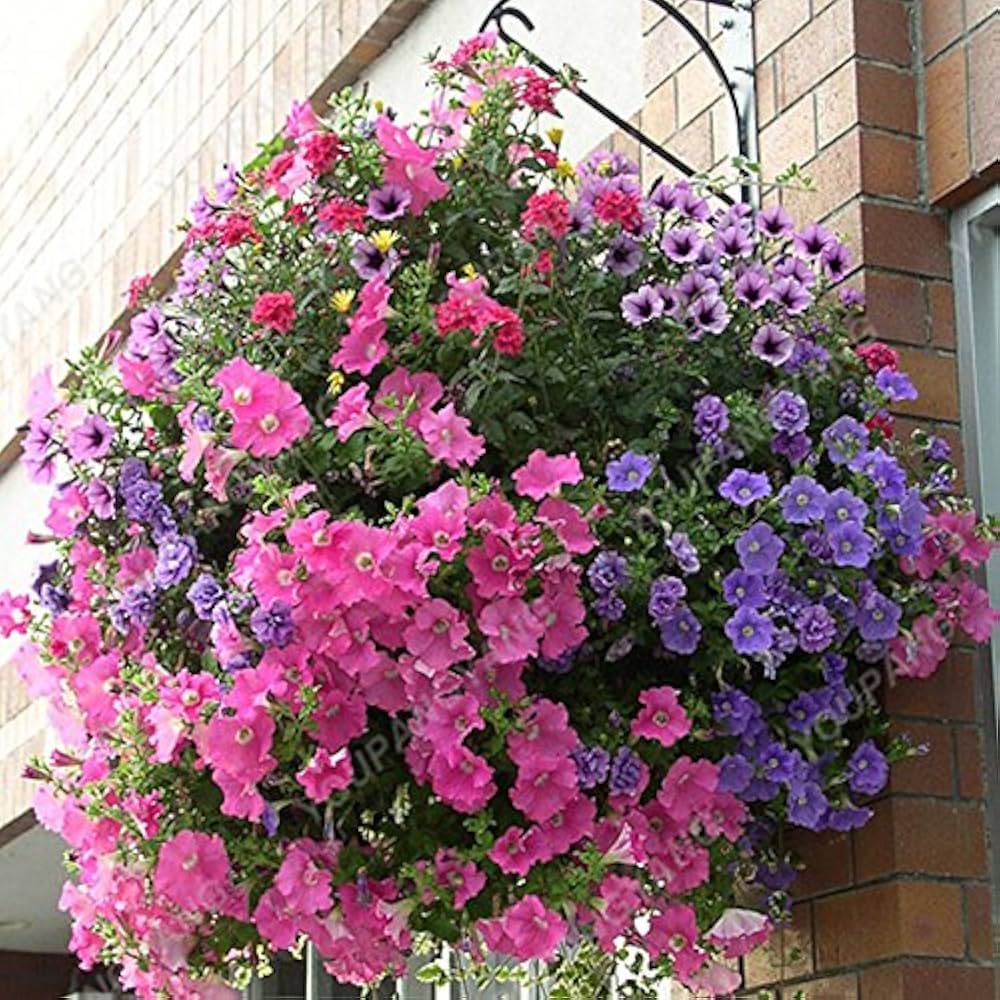 Hanging Petunia Petunia Hybrida Melissa flower seeds for planting in balcony planters and vertical garden baskets - for planting in home garden