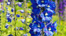 Consolida Fancy Blue and Purple Delphinium Seeds for reliable seasonal color