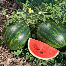 Watermelon Seeds (Citrullus lanatus) for a fresh homegrown crop from the Home Garden