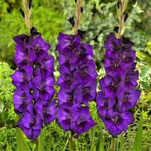 Gladiolus Seeds for colorful blooms in the Blue Garden