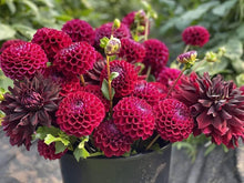 Black and Red Dahlia Seeds for growers filling out the Perennial Garden
