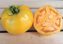 Heirloom Organic Orange Golden Garden Tomato Seeds for growers stocking a kitchen garden