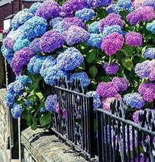 Common Hydrangea Seeds (Hydrangea macrophylla) for vertical growth across the decorative garden and pot planting
