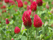 Purple Clover Perennial Seeds for growers seeking a long-blooming display