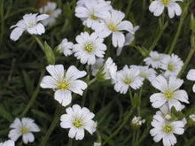 Chickweed Plant Seeds (Stellaria media) for seasonal color across the Herb Garden & Urban Garden