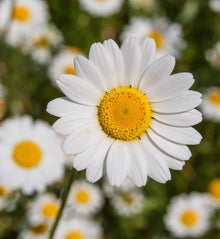Inula Orientalis Perennial Daisy Seeds for a bright addition to the Flower Bed or Garden