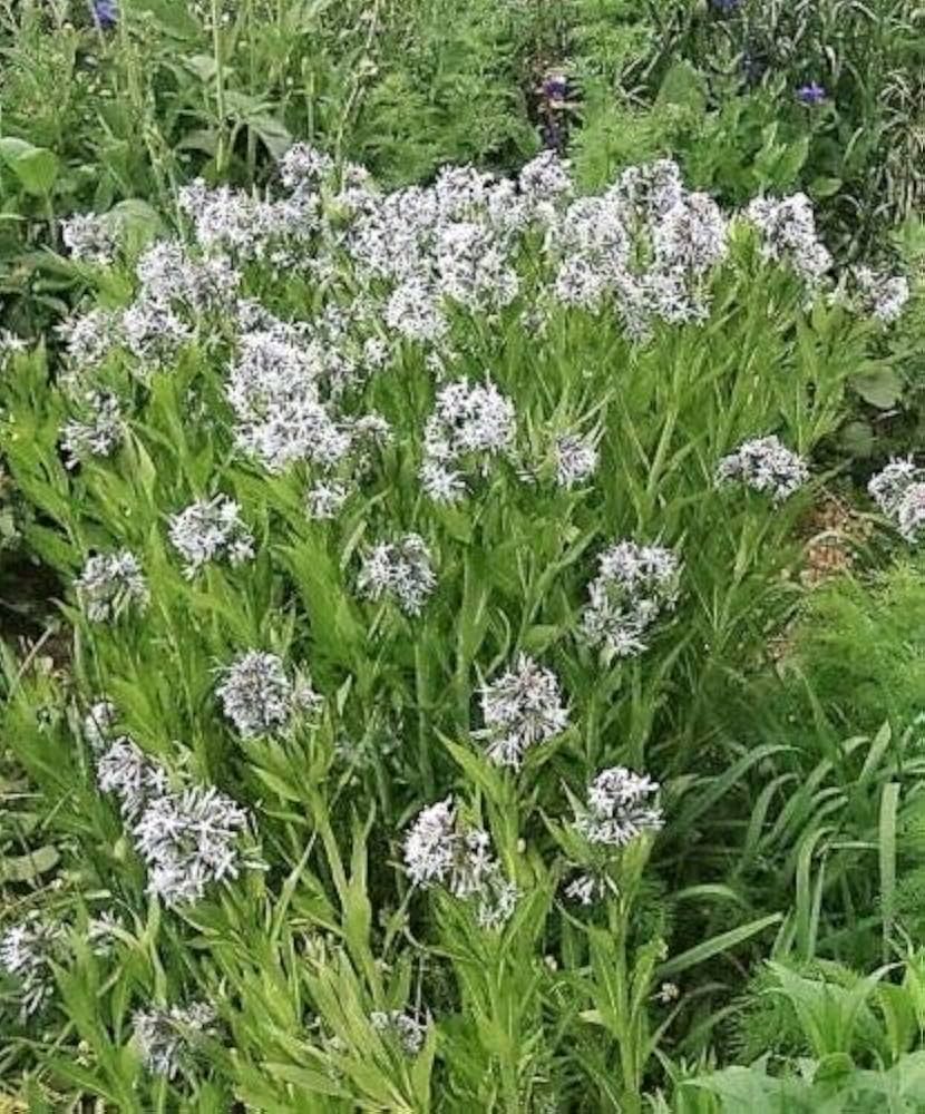 Amsonia illustris Blue Star Seeds