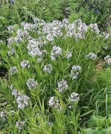 Amsonia illustris Blue Star Seeds