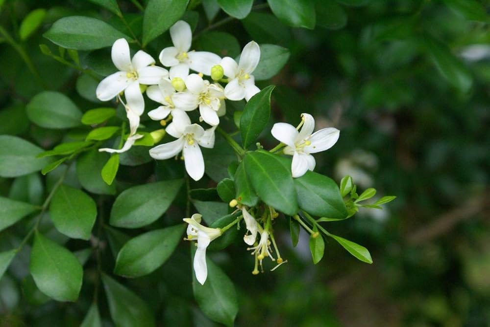 Orange Jasmine Seeds (Murraya paniculata) for a colorful addition to any planting