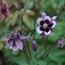 Columbine William Guinness Aquilegia Seeds grown for bulk Flower Growth