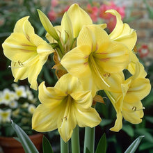 Yellow Sunrise Amaryllis Hippeastrum Seeds for planting in flower bed