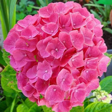 Hydrangea Paniculata Seeds for trellises and fences in the Flower Bed