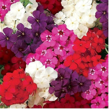 Heirloom Seeds for gardeners building out beds and borders