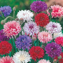 Centaurea Cyanus Romantic Seeds for a lasting display in the flower bed garden