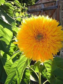 Double Dandy Sunflower Seeds for reliable seasonal color