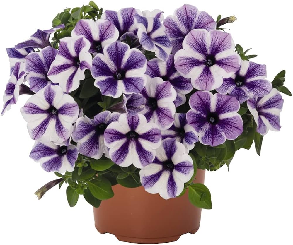 Petunia flower Petunia hybrida Trellis Chiffon pelleted seeds for planting in pots or balcony planters