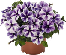 Petunia flower Petunia hybrida Trellis Chiffon pelleted seeds for planting in pots or balcony planters