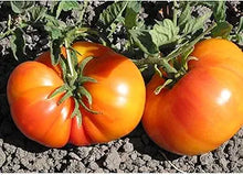 Northern (Lights Tomato Solanum lycopersicum bi-color vegetable) for planting in garden