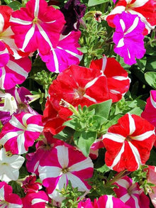 Petunia Hybrid Grandiflora Seeds for growers seeking a long-blooming display