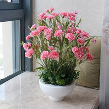 Carnation Dianthus Caryophyllus pink seeds