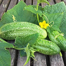Boston Decapaggio Cucumber Seeds valued by growers for crisp Pickling Cucumbers