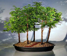 Chinese Redwood (Sequoia sempervirens) bonsai tree seeds for garden pots