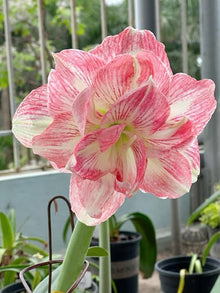 Hippeastrum Seeds for growers seeking a long-blooming display