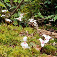 Trillium Flowering Plants for a bright addition to the Shade Gardens