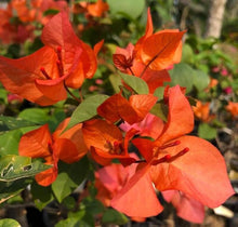 Bougainvillea Seeds (Bougainvillea spp.) for growers filling out the Urban Garden & Flower Bed