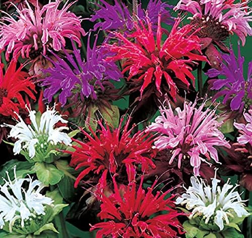 Balm for planting in home garden