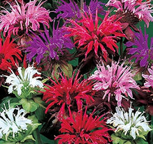 Balm for planting in home garden