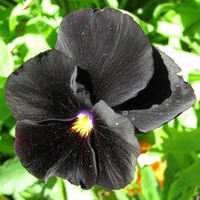 Halloween II pansy flower Seeds for a lasting display in the spooky seasonal garden accents