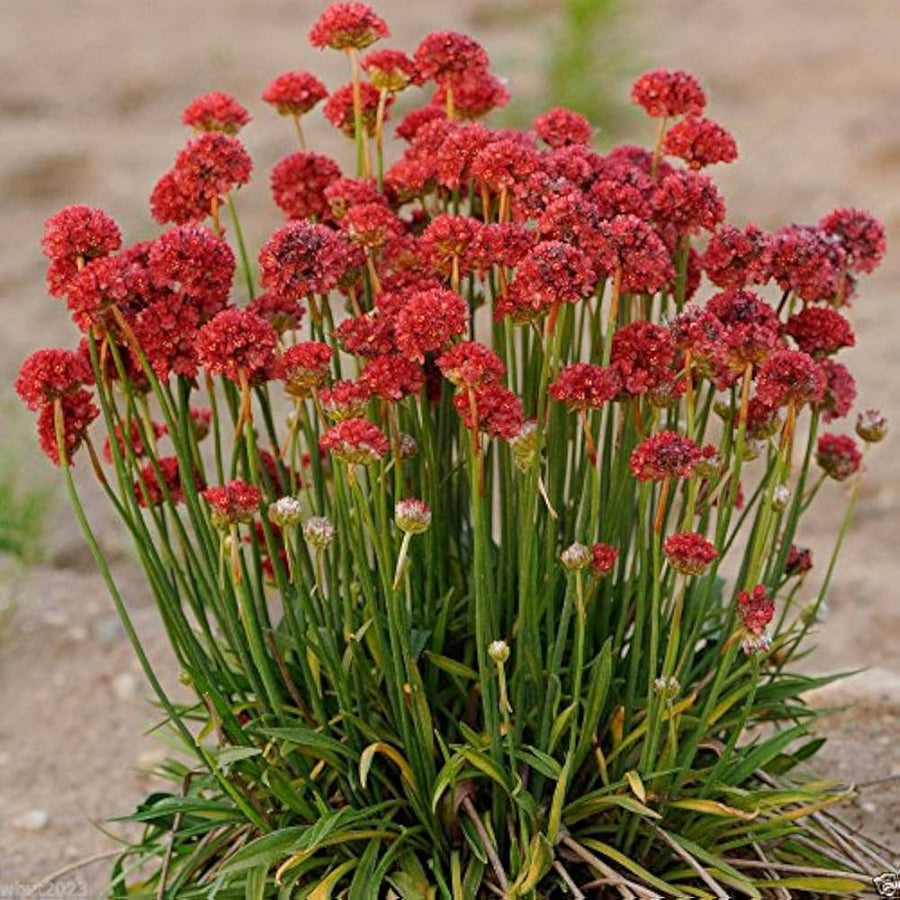 Sea Thrift Armeria maritima Joystick Mix flower seeds for planting in rock garden or coastal beds - for planting in home garden