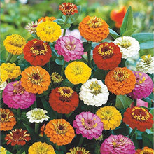 Lilliput Zinnia Mix Seeds (Zinnia elegans) for colorful blooms in the small pots and colorful garden planting