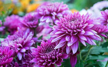 Chrysanthemum Seeds (Chrysanthemum morifolium) for a bright addition to the home garden planting
