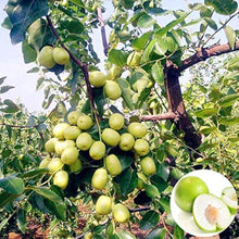 Taiwan Big Jujube Seeds for a homegrown harvest from the Bonsai & Fruit Garden