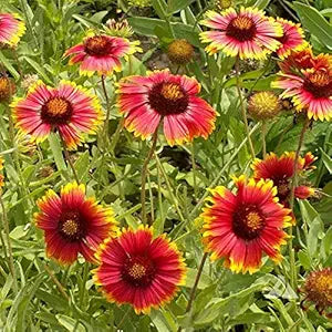 Gaillardia Aristata Tokajar Perennial Flower Seeds â€“ Sun-Loving Blooms with Fiery Tones