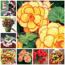 Begonia Seeds for gardeners building out beds and borders