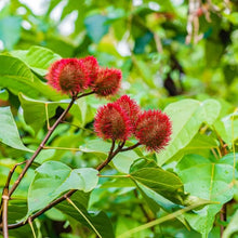 Light Purple Annatto Tree Seeds for a lasting addition to the landscape