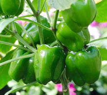 Green Clevis pepper – Capsicum annuum – vegetable garden seed