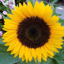 Giant Martini Sunflower Garden Seeds