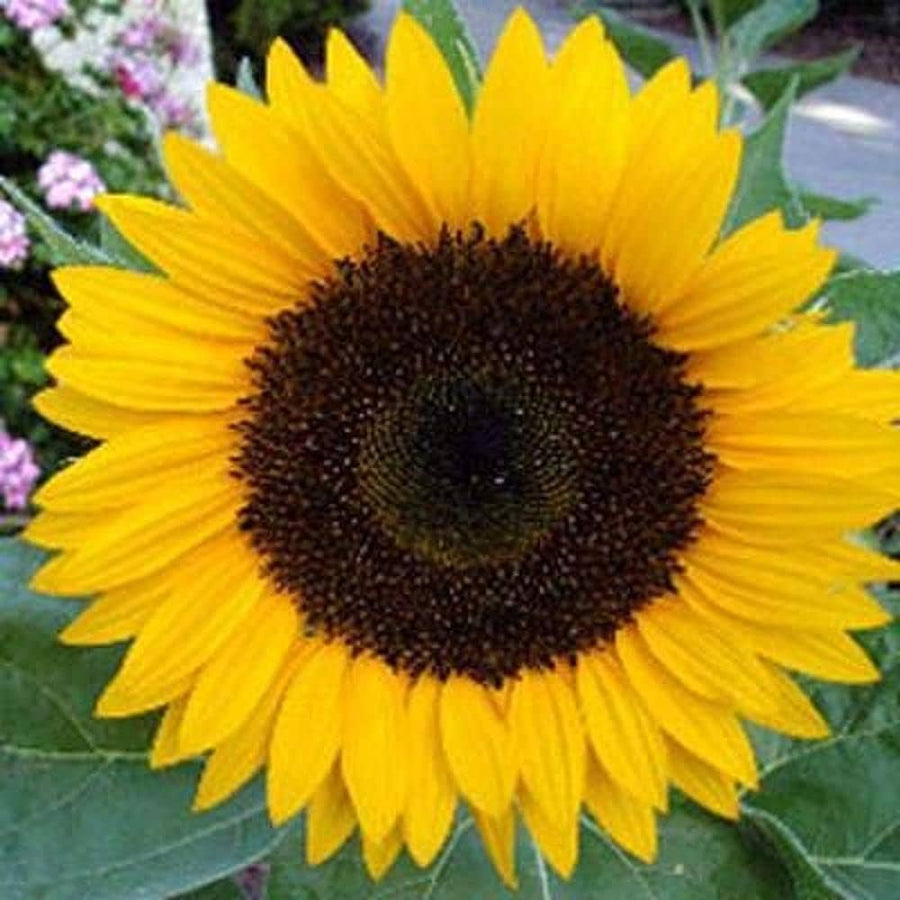 Giant Martini Sunflower Garden Seeds