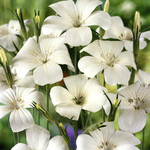 Heirloom Non-GMO White Ocean Pearl Agrostemma Seeds for a lasting display in the Beautiful Garden Flowers