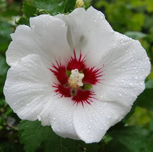 Light Pink Double Seeds (Rose von) for seasonal color across the flower bed