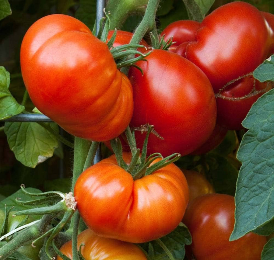 Beefsteak Tomato Solanum lycopersicum vegetable seeds for kitchen garden and containers - for planting in home garden