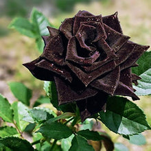 Rose Rosa Hybrida Black Flower Seeds for Planting – Striking Dark Blooms for Garden Borders and Patio Displays