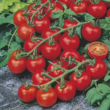 Arugula Eruca Vesicaria Rocket Seeds prized for kitchen Salad Use